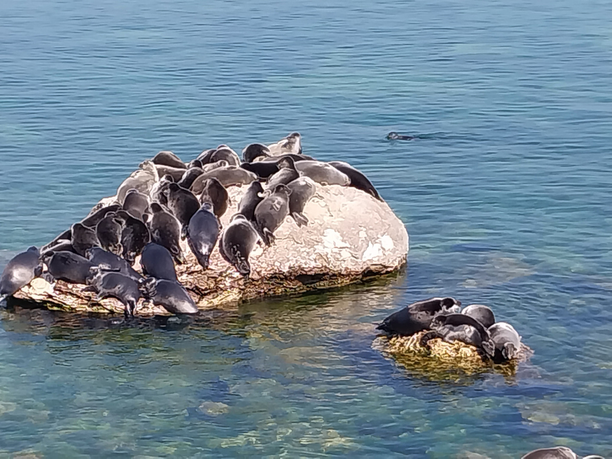 Лежбище нерп на Ушканьих островах