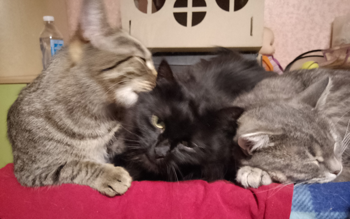 Флинт, Лада и Милана