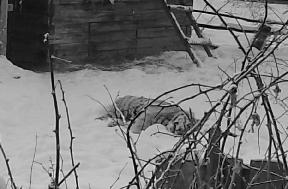    Тигр напал на инспектора охотнадзора в Хабаровском крае