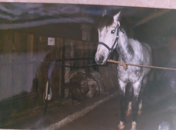 Пропан на развязке в конюшне