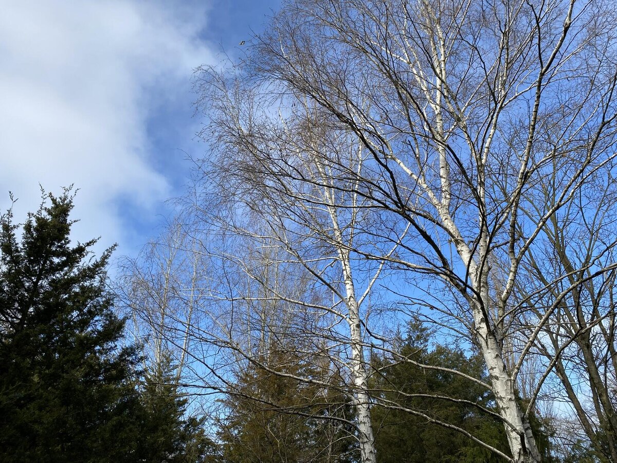 Весеннее небо в январе. Фото автора