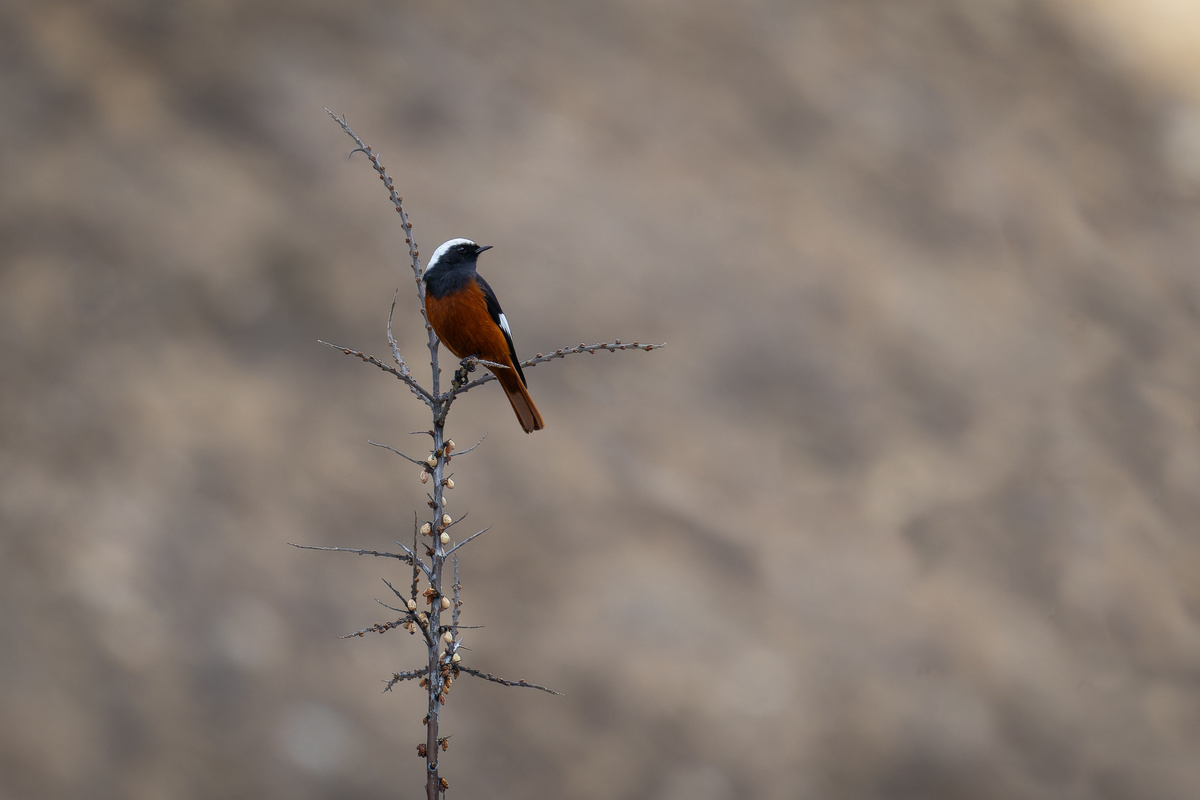 Краснобрюхая горихвостка, Приэльбрусье, декабрь 2024