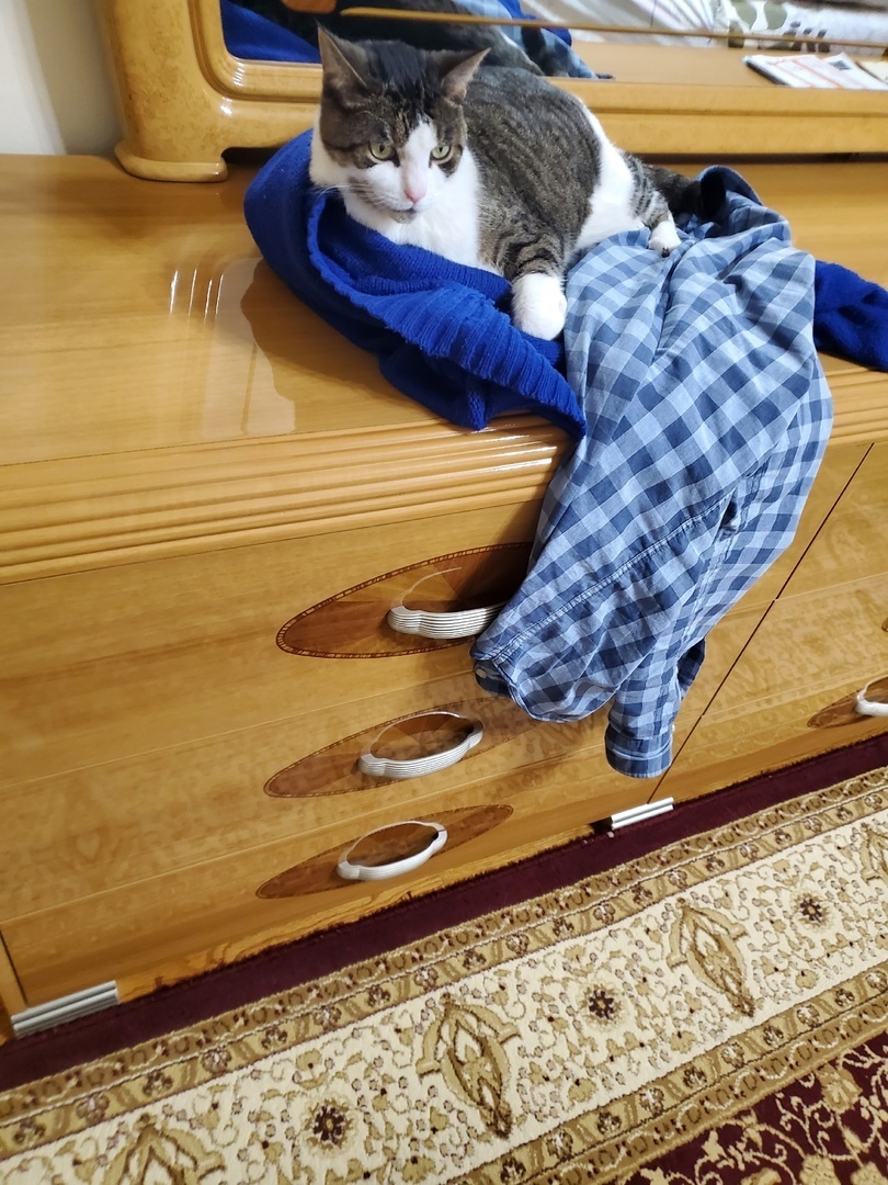 Кот на одежде.