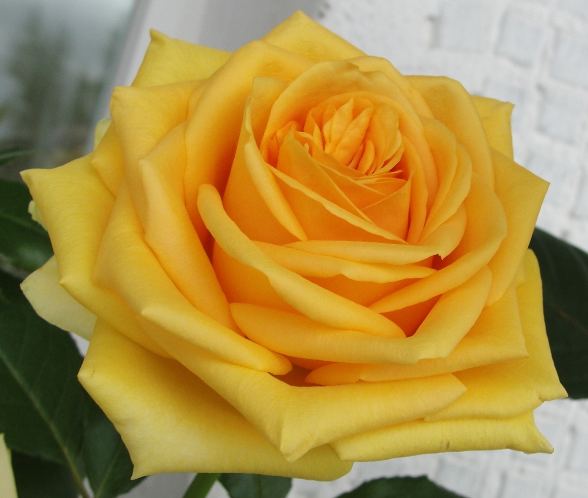 Роза Папилон в июле