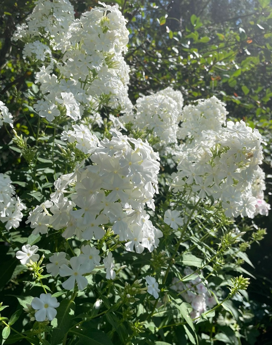 Флокс Фудзияма