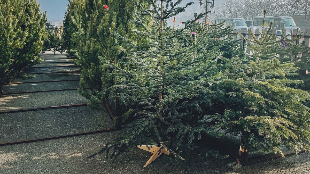     Источник: 1MI