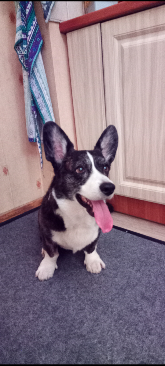 Послеоперационная реабилитация это важная программа восстановления Вашего питомца. Работая по курсу реабилитации Ваш питомец быстрее восстанавливается и проходит путь к возвращению к нормальной полноценной жизни 