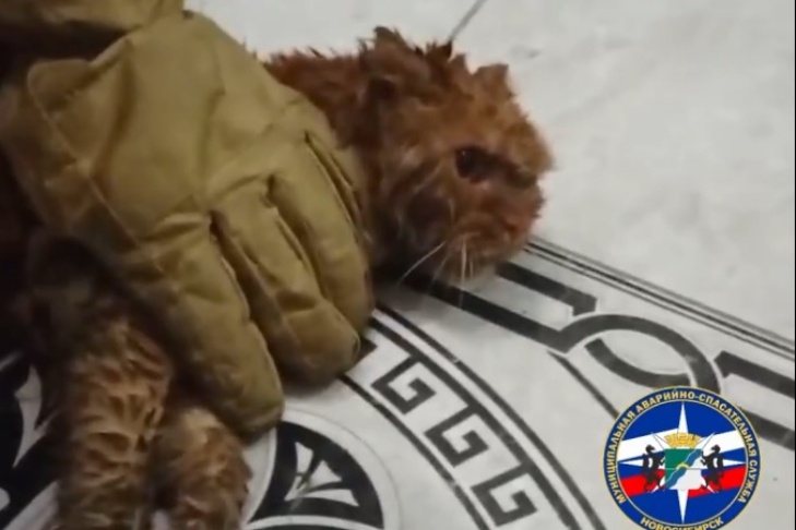    Скриншот из видео МАСС