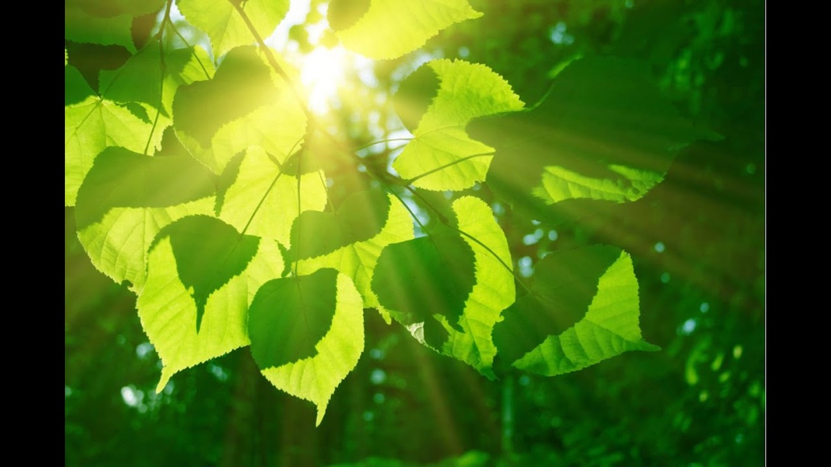 Учитесь замечать красоту в простом