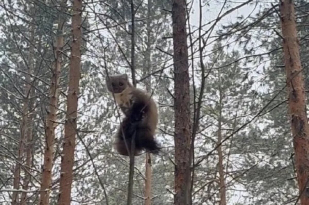    Пушистую лесную куницу заметили на дереве в Новосибирске