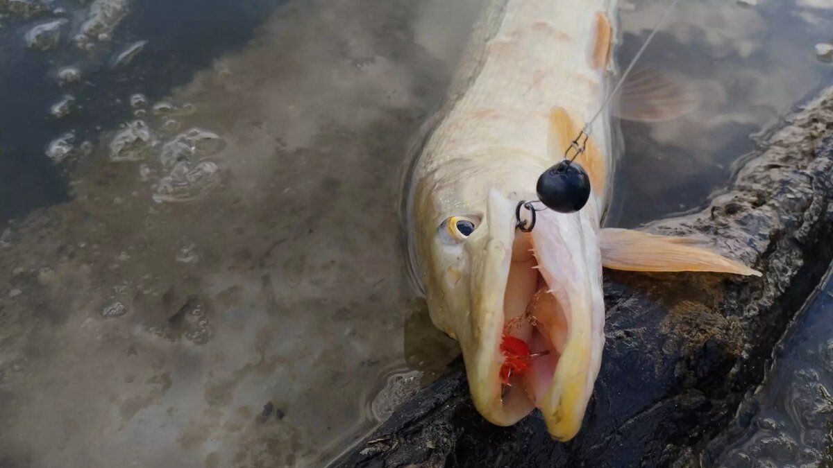     Автор: vk.com/rybalka_v_rostove