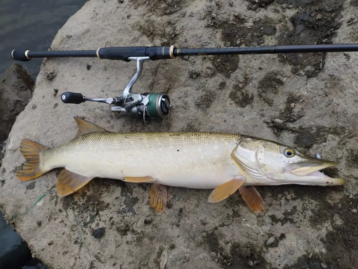     Автор: Фото из паблика ВК «Рыбалка в Ростове и Ростовской области» Источник: vk.com/rybalka_v_rostove