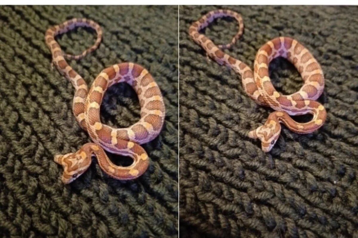    Двухголовую змею за 150 тысяч рублей продают в Якутске