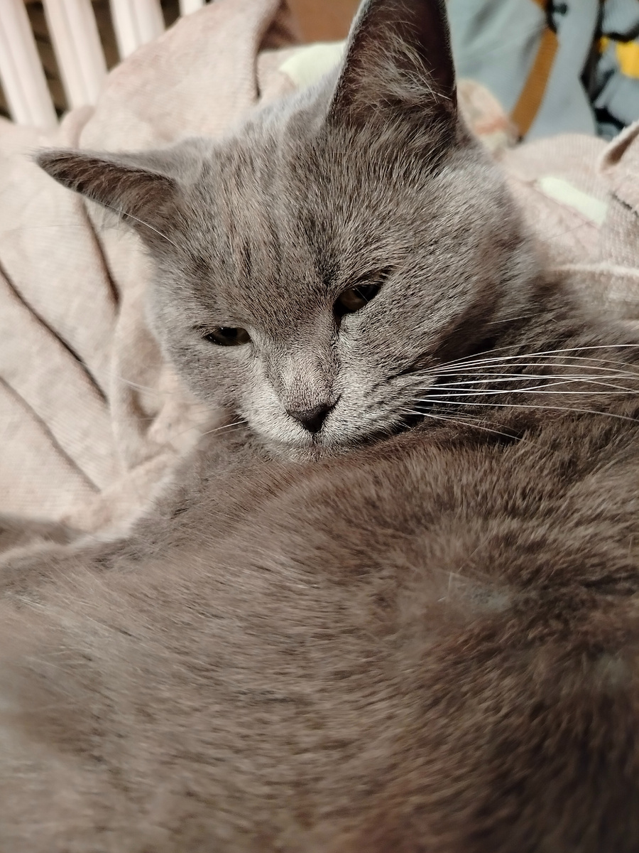 Дымка. Жила у нас, пока друзья отдыхали в санатории