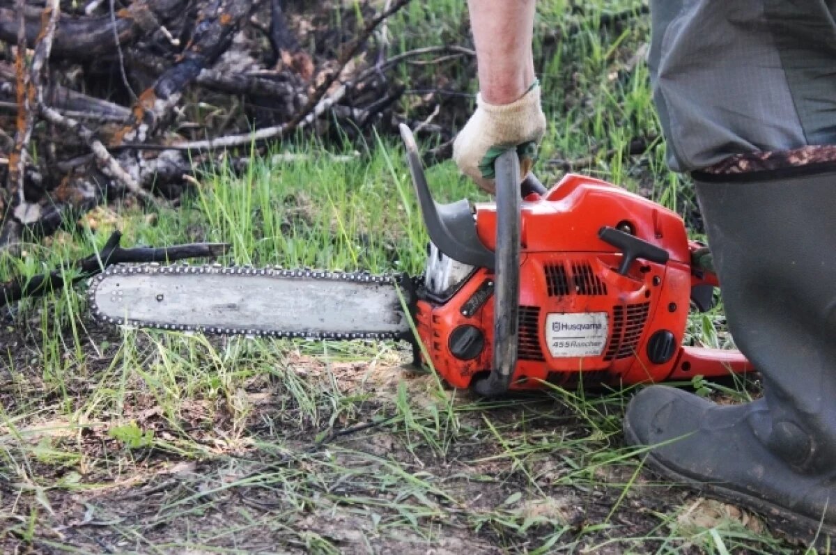    «Черным лесорубам» хотят ужесточить наказание в Забайкалье