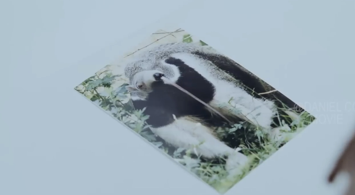 Тот самый муравьед)))