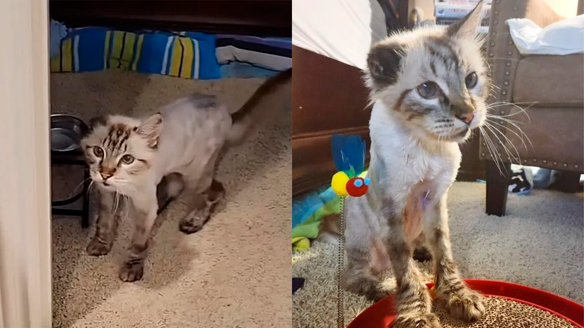    Лео пришлось побрить, иначе его шерсть невозможно было прочесать