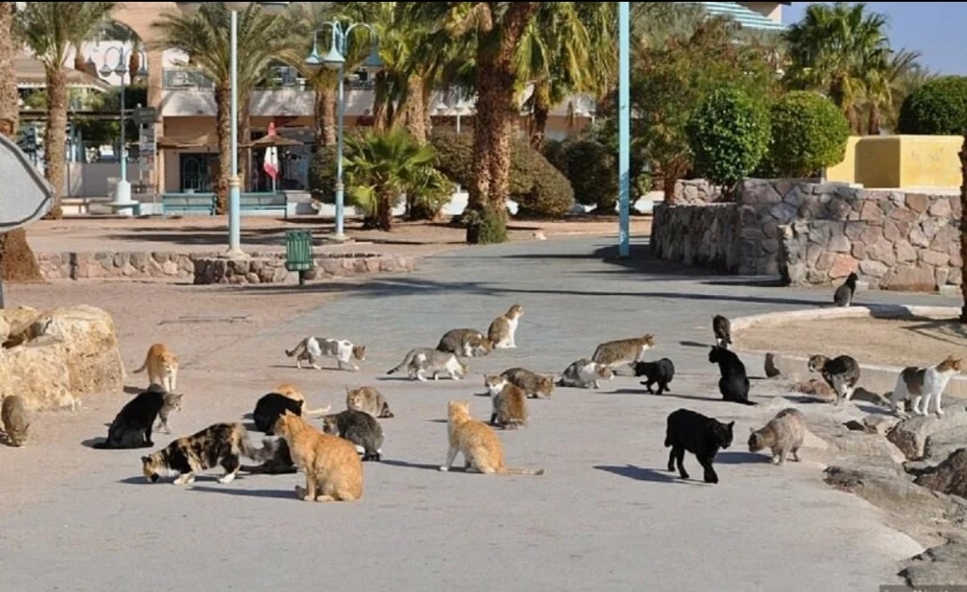 Бродячие кошки в Израиле, из интернета.