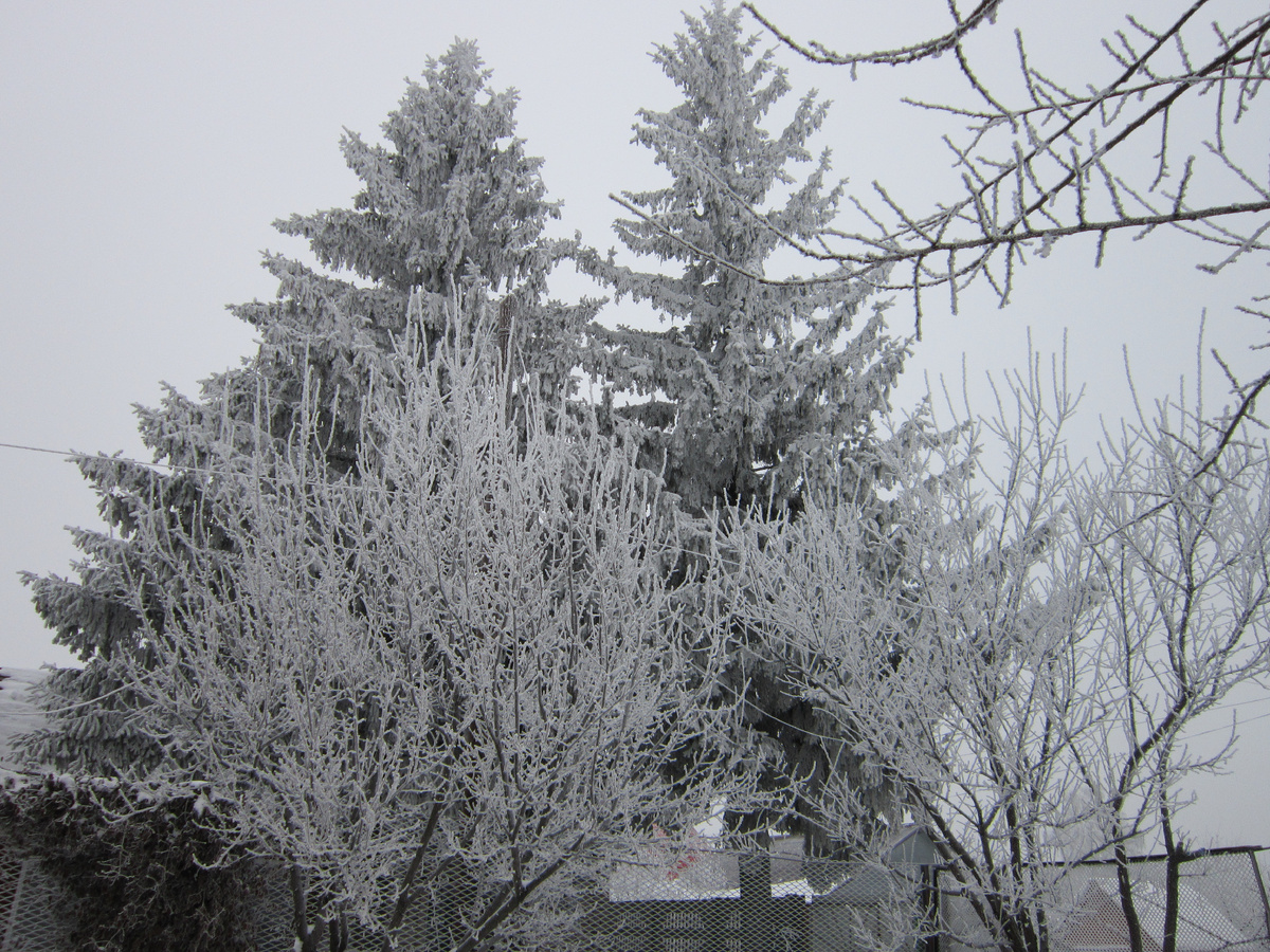 Фото автора. Так нас сама природа поздравляет с праздником.