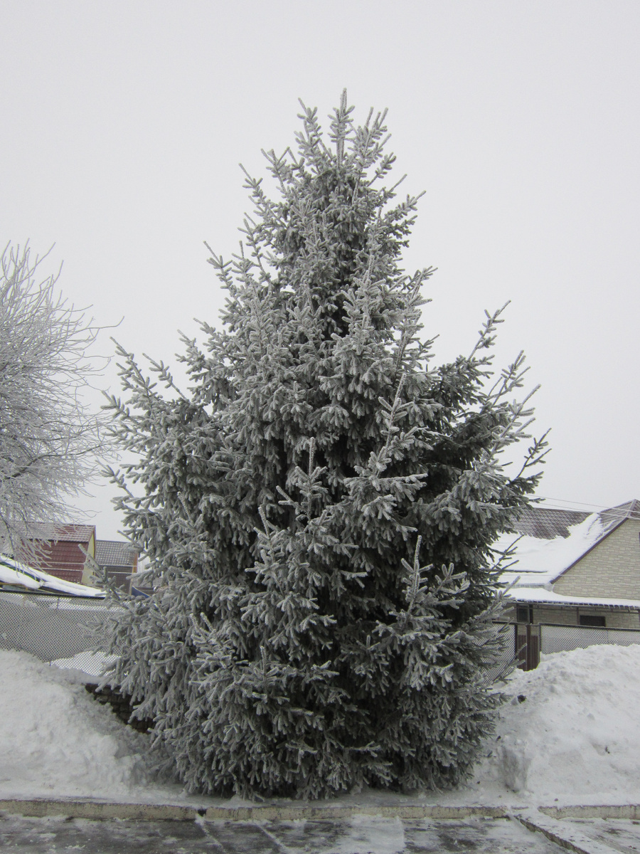 Фото автора. Вон как елочку нарядила.