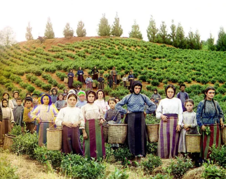 Сбор чая. фото 1907г, фотограф С.М. Прокудин-Горский, оцифрована и раскрашена в наши дни