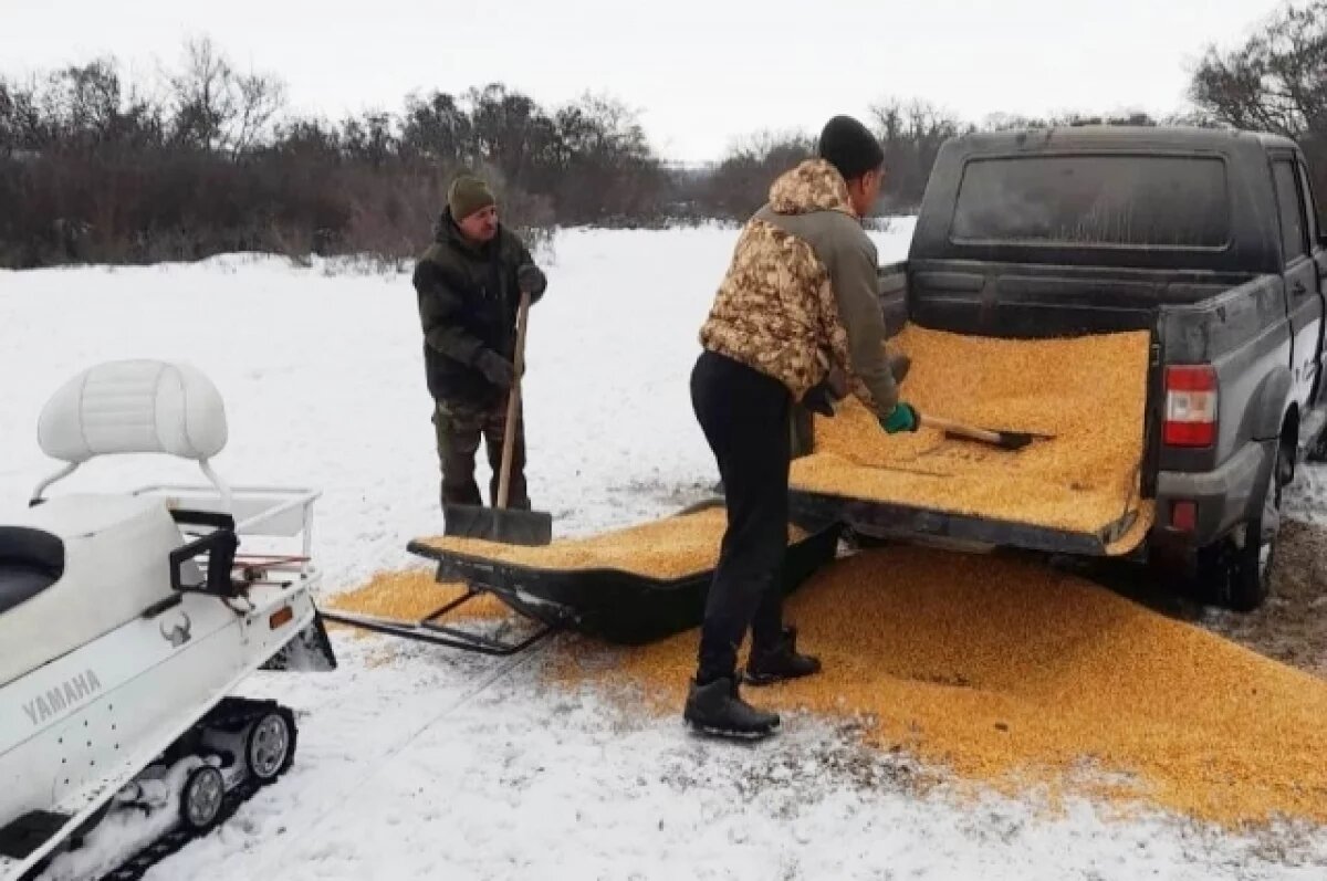    В волгоградском регионе начали подкармливать кабанов и косуль