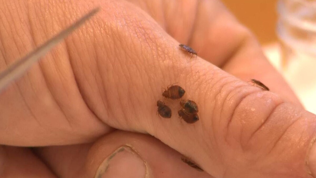 Уничтожение клопов в Орехово-Борисово Южное +7(966)165-65-87