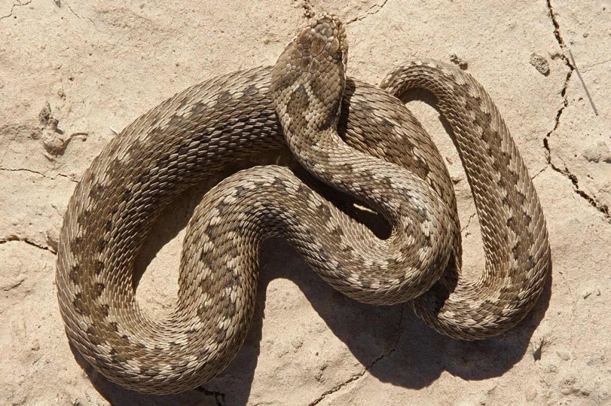    Змеи гораздо чаще жертвы, чем агрессоры. На фото – степная гадюка.