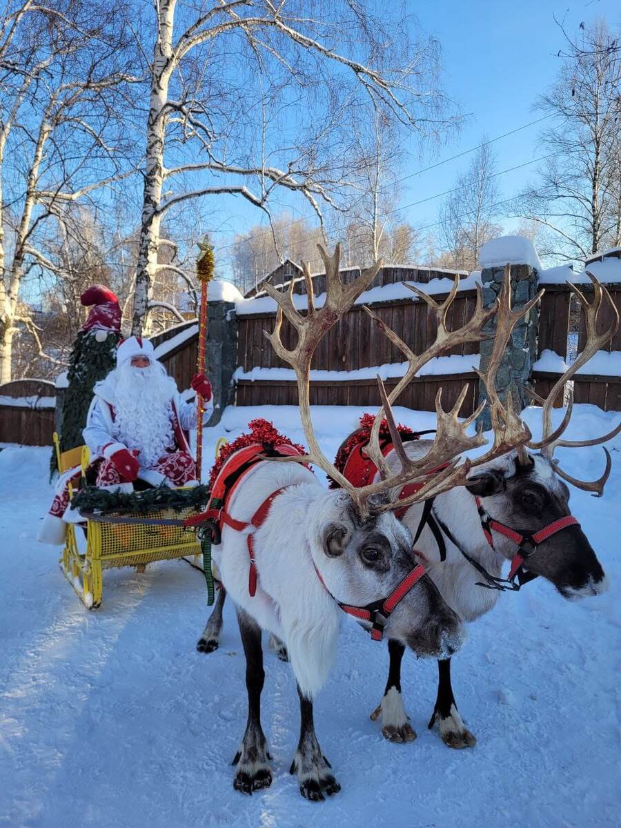 У нас в селе, уже две недели Дед Мороз, ребятню на оленях катает. 