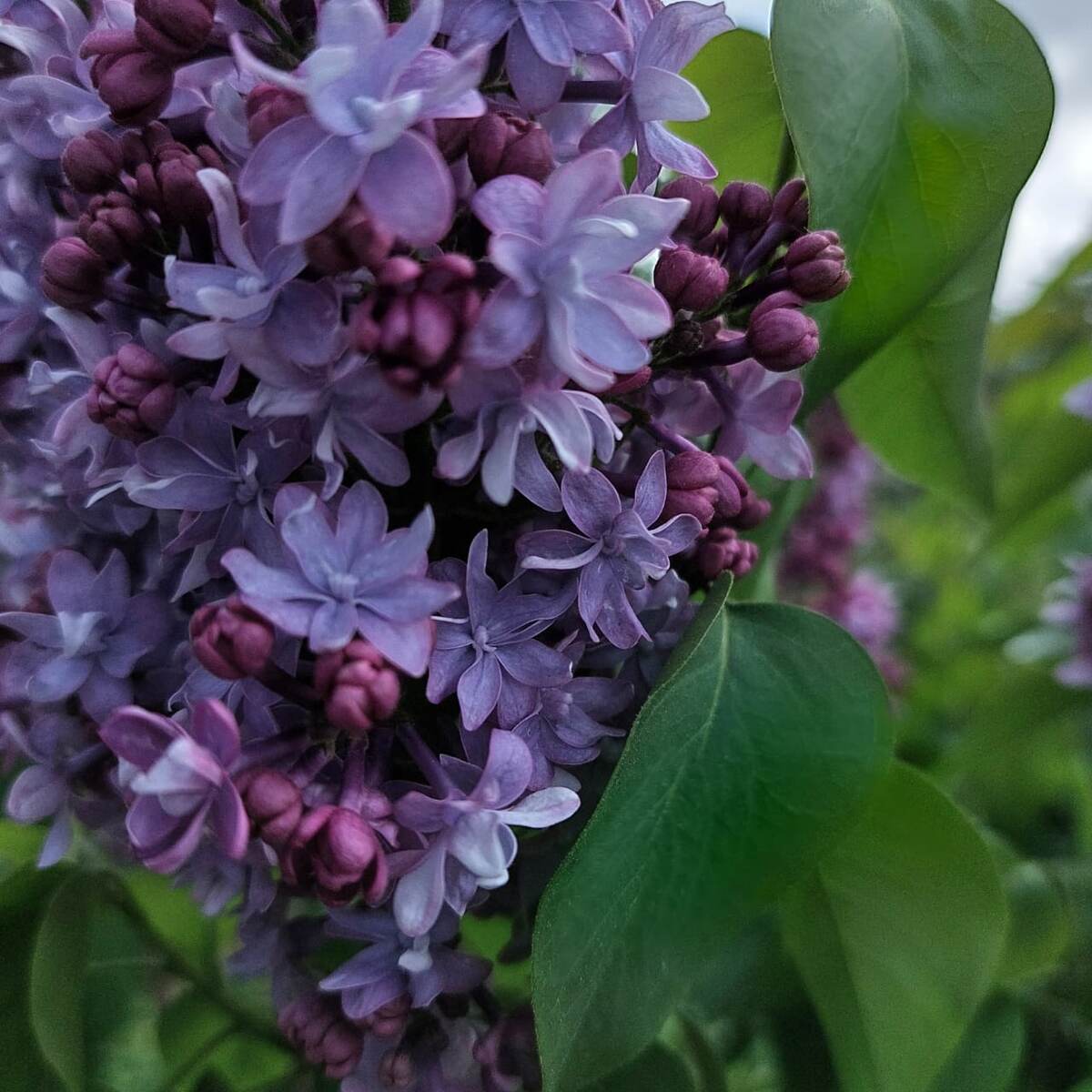 Наша сирень. Все фото к статье из нашего сада