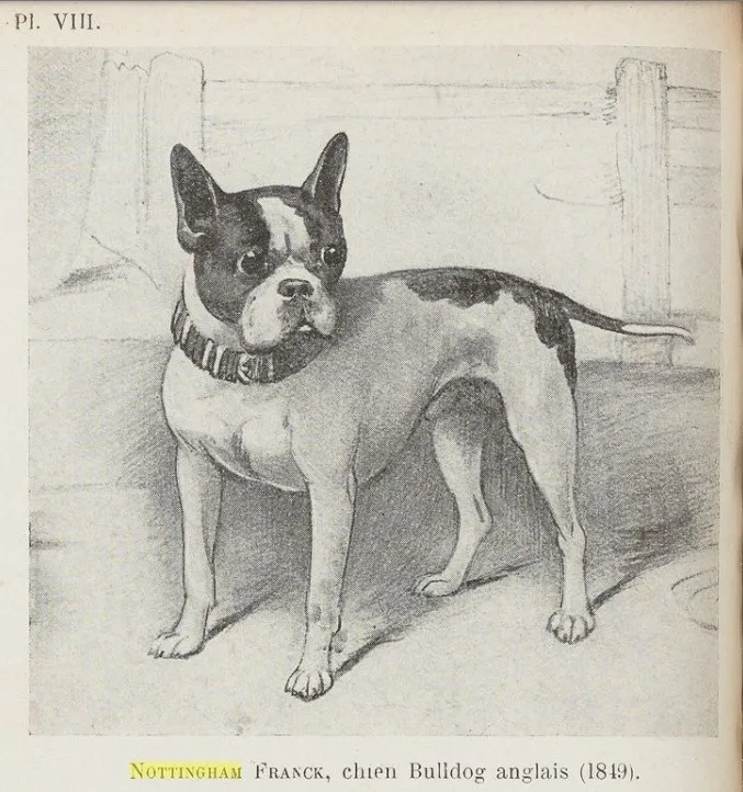 Английский бульдог Ноттингем Фрэнк, 1849 год, вес 10 кг, настолько похож на французского бульдога, что англичане оспаривают французское происхождение породы на его основании.