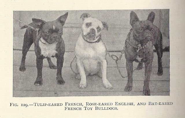 Французский с ушами типа «тюльпан», английский с ушами типа «роза» и французский с ушами типа «летучая мышь» той-бульдоги.