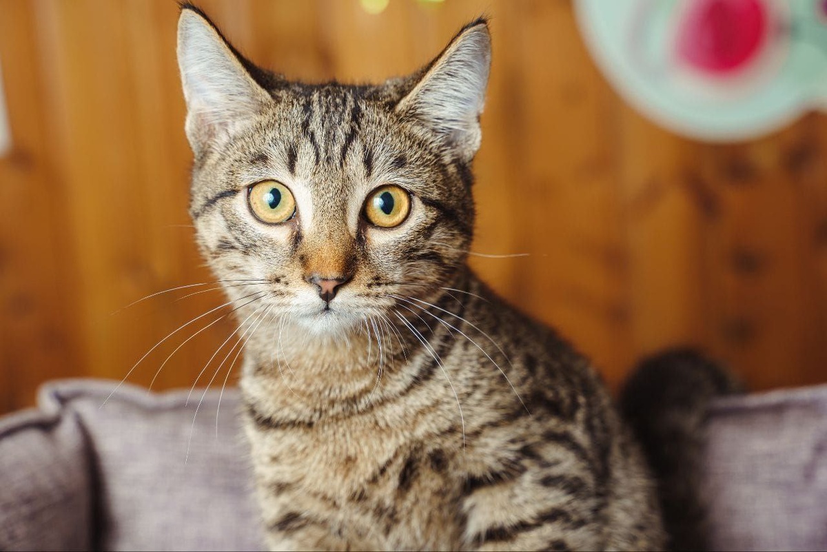 Эрик точно скоро покорит чье-то доброе сердце!