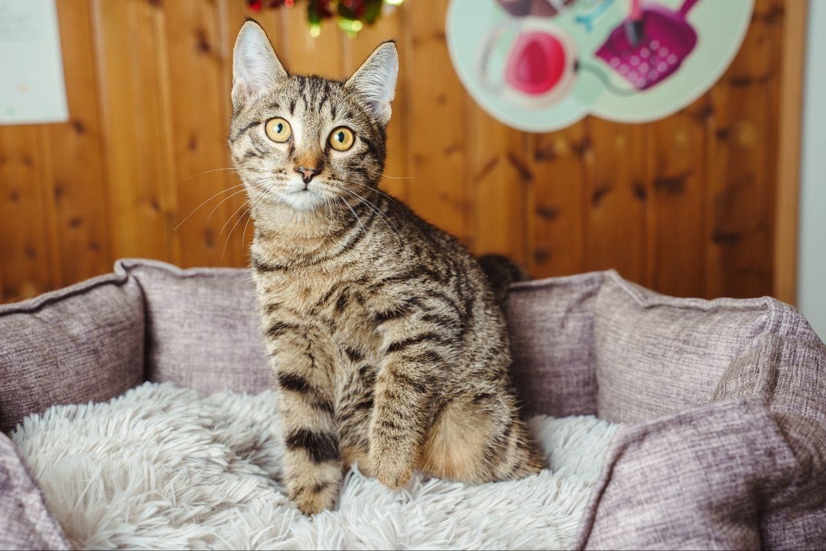 Шикарный окрас - визитная карточка котика!