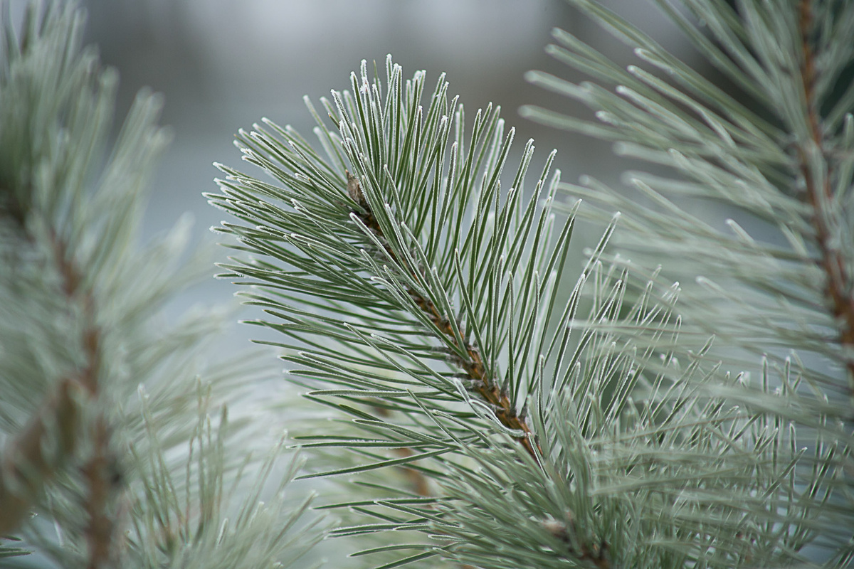 Автор Елена Якимова / Greenfingers