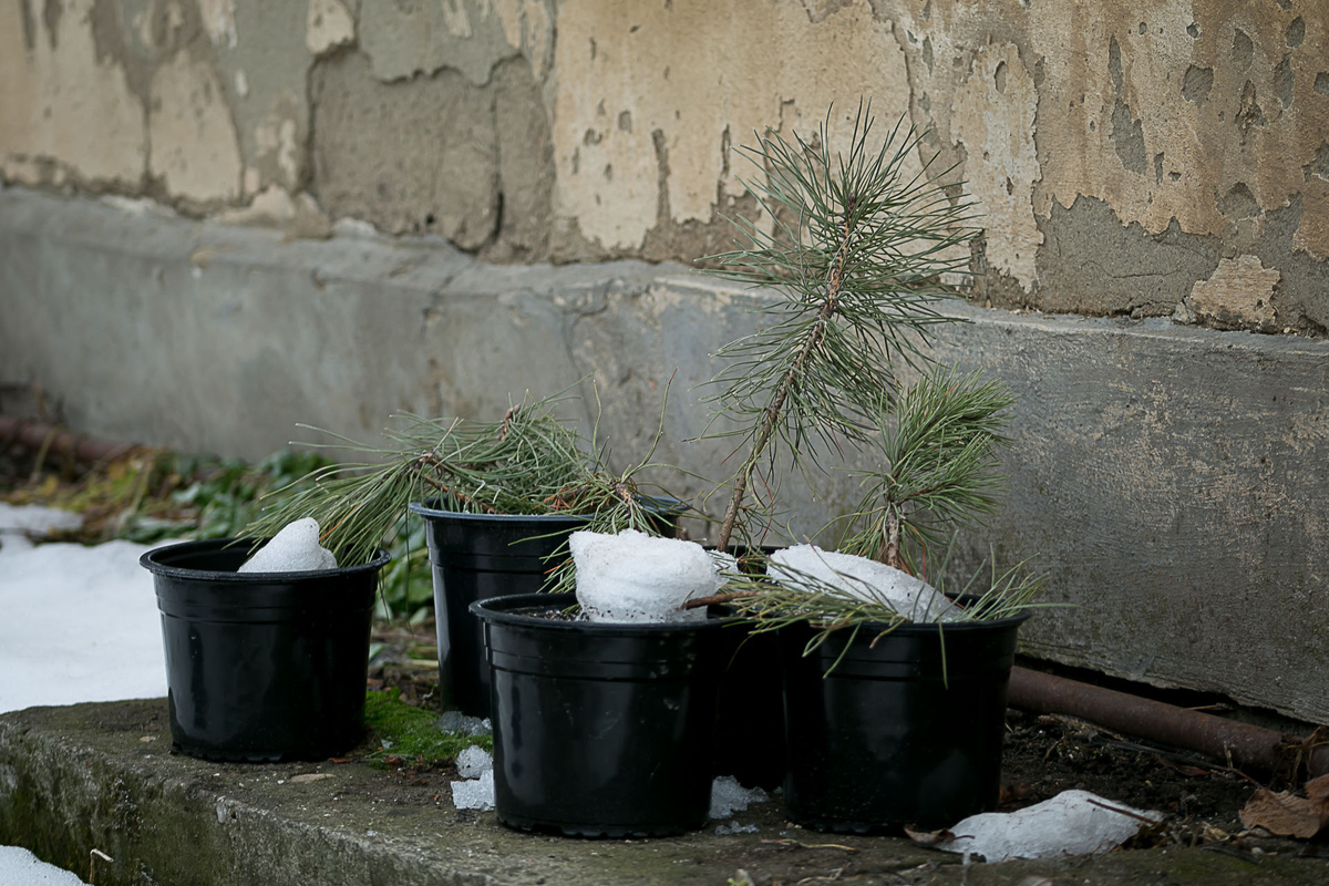 Автор Елена Якимова / Greenfingers
