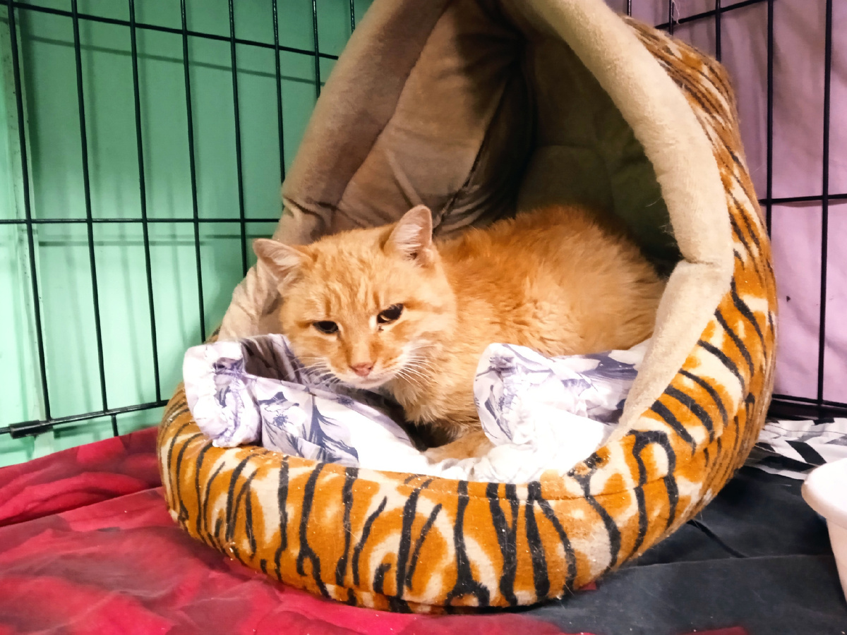 Мурзик в своей персональной берлоге