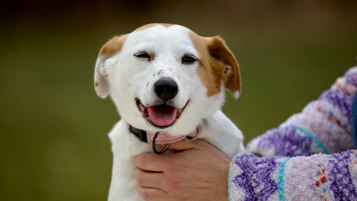 Вы задумывались о том, как выглядит счастливая собака? Фото brian kelly/unsplash