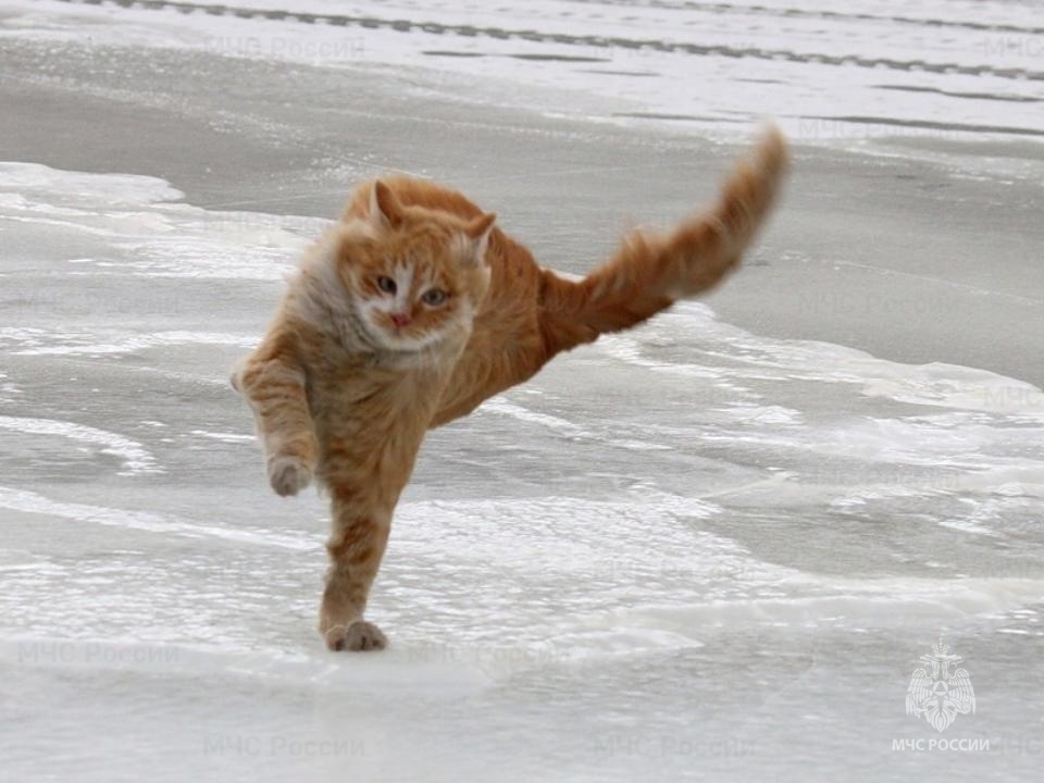 МЧС предупреждает об усилении ветра в Тверской области