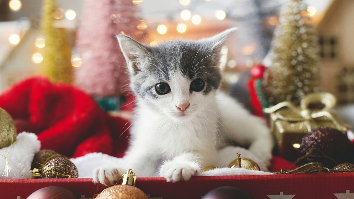    Котята только начинают познавать мир и могут проявлять особый интерес к новогодним украшениям