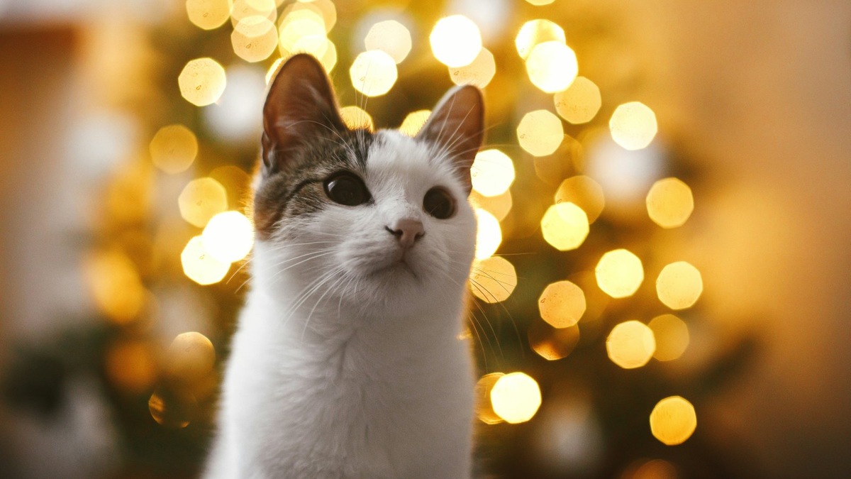    В качестве альтернативы можно развести сок цитруса с водой и сбрызнуть спреем елку