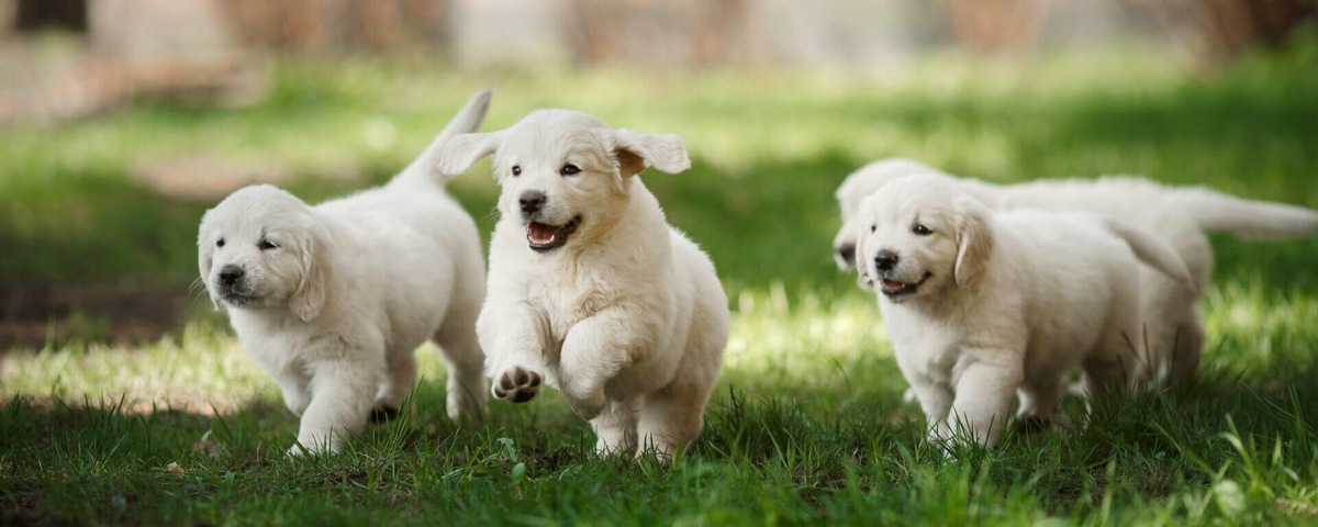 Взято из открытых источников Яндекс картинки 