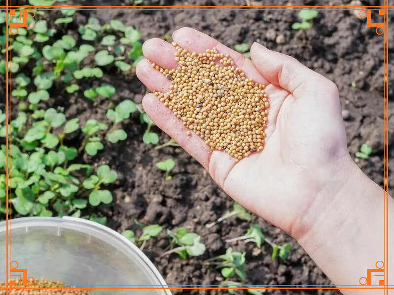 Фото из Интернета. Что такое сидераты.