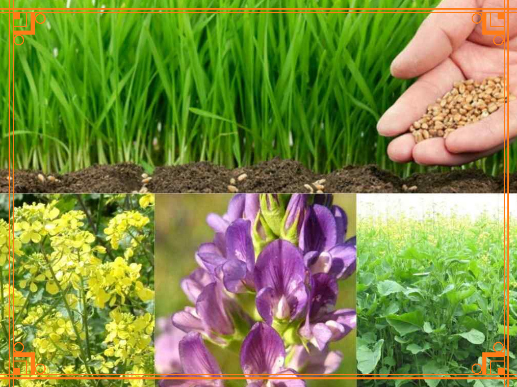 Фото из Интернета. Что такое сидераты