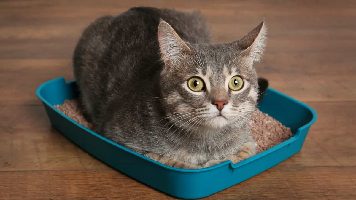 Фото из Яндекса