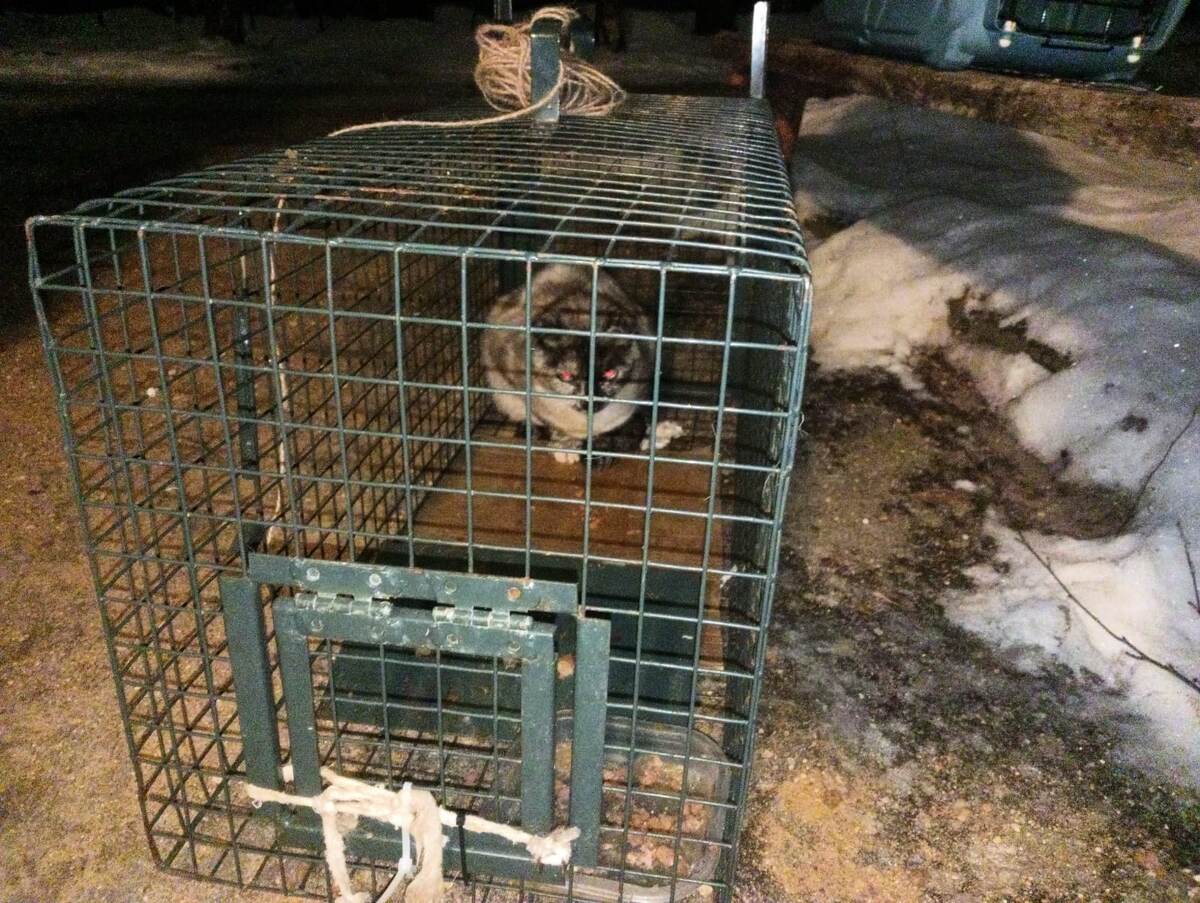 Фото автора. Поймалась.