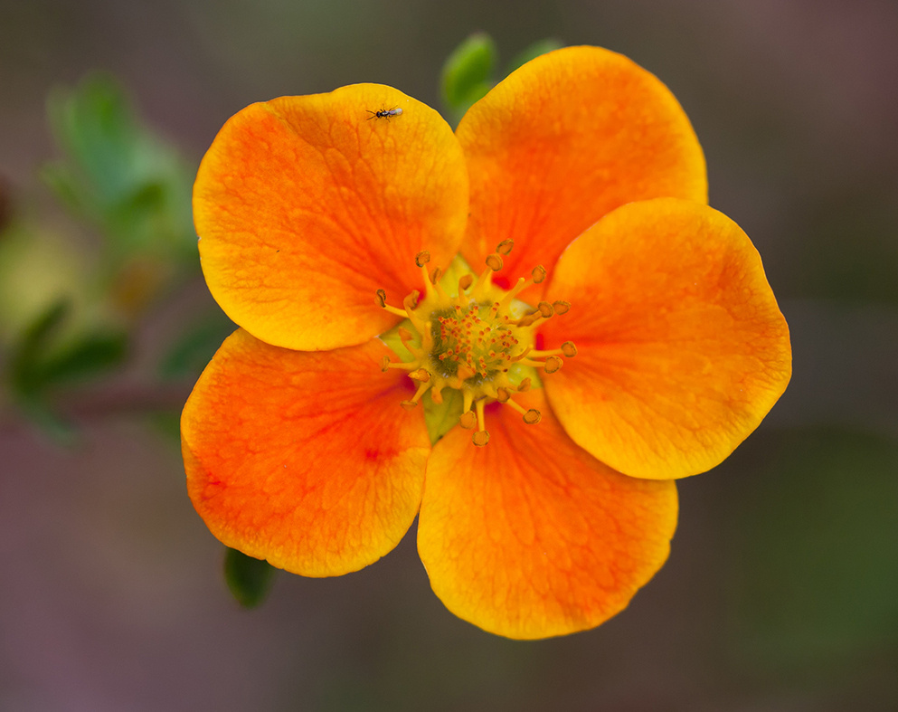 Фото: лапчатка кустарниковая, сорт Hopleys Orange
