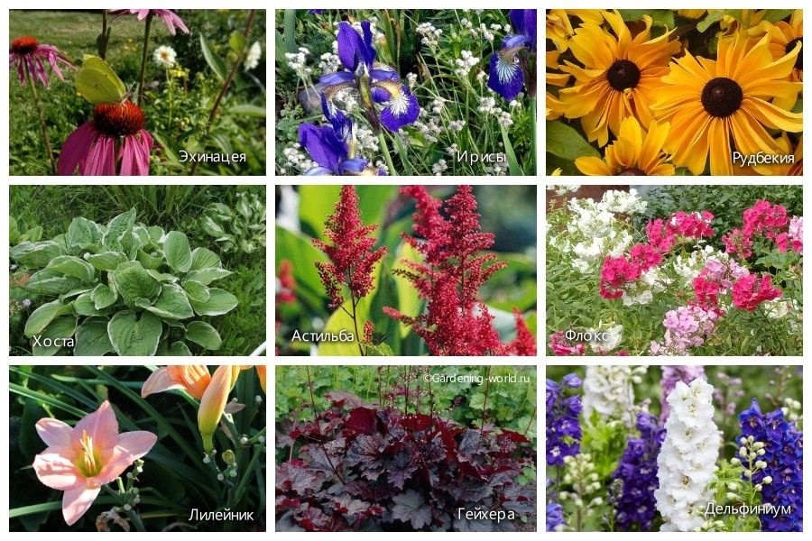 Коллаж составлен из фото автора.