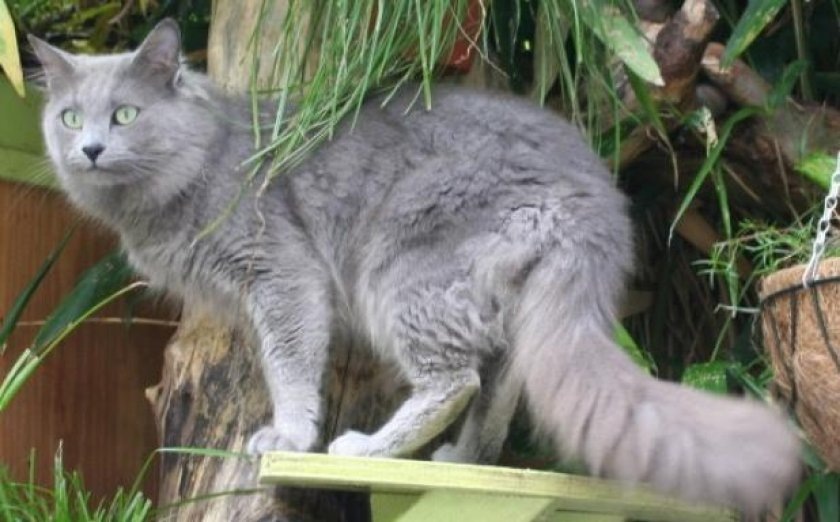 Кошка Нибелунг редкая порода