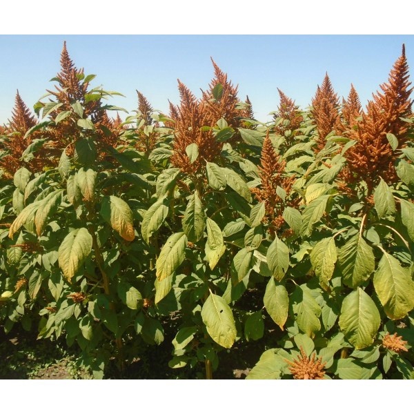 Сорт амаранта зернового Золотой Гигант